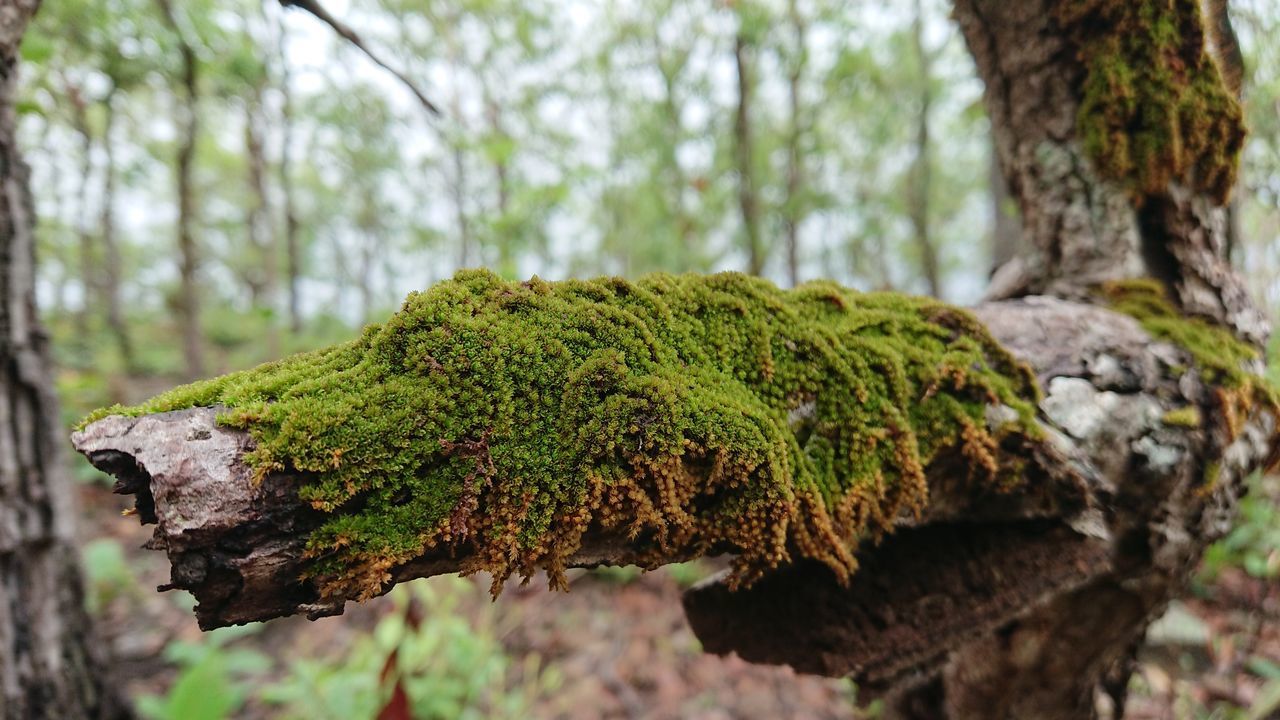 CLOSE-UP OF MOSS ON TREE TRUNK