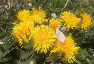 Close-up of yellow flower