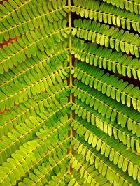 Full frame shot of green leaf