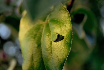 Close-up of lizard on leaf