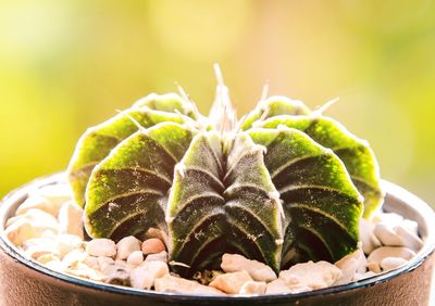 Close-up of cactus in bowl