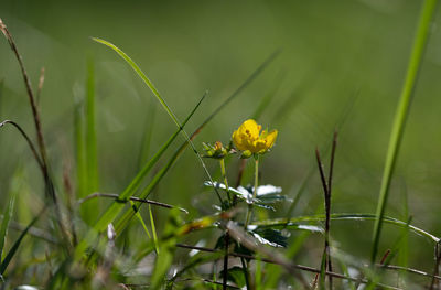 Close-up of yellow flowering plant on field