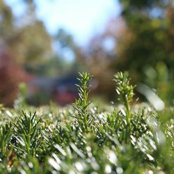 Close-up of grass