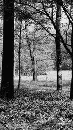 Trees on shore against sky