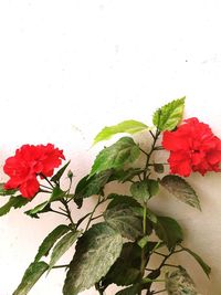 Close-up of red rose against white background