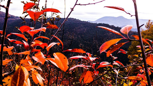 Close-up of orange leaves in water