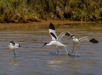 Birds in a lake