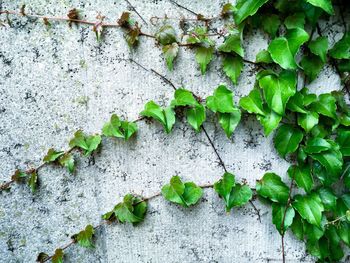 Close-up of ivy growing on wall