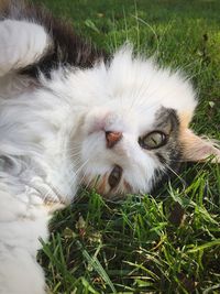 Close-up portrait of cat