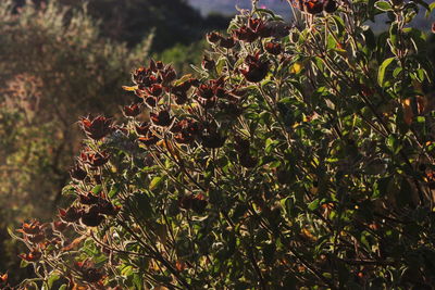 Close-up of berries growing on tree