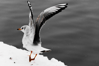 Close-up of swan on lake