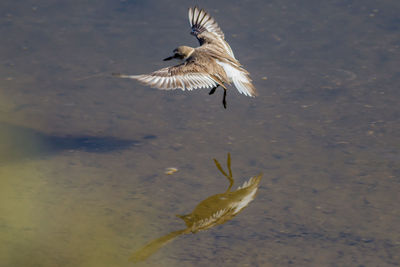 High angle view of bird flying over lake