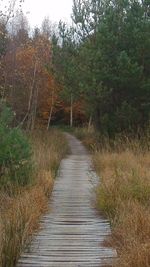 Dirt road amidst trees in forest