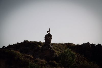 Low angle view of bird perching on rock against sky
