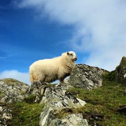 Sheep standing on rocks