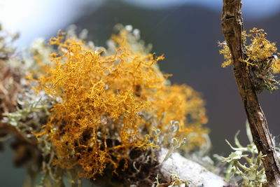 Close-up of lichen growing on tree trunk