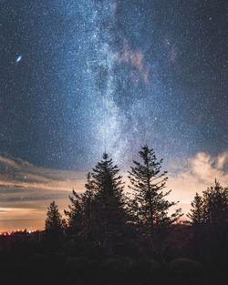 Silhouette trees against sky at night