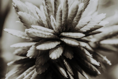 Close-up of flowering plant
