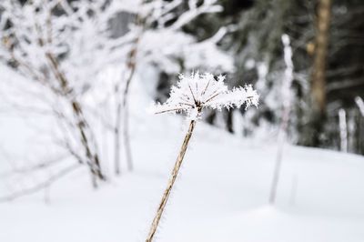 Close up of snow