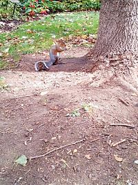 Cat on field