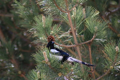 Close-up of insect on pine tree