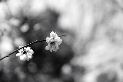 Close-up of white flowers on branch