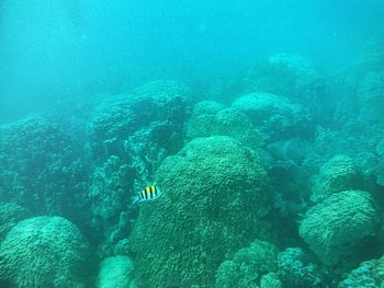 School of fish swimming in sea