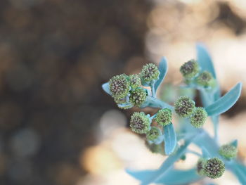 High angle view of flowering plant on table