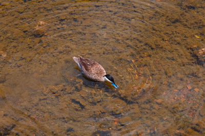 High angle view of duck swimming in lake