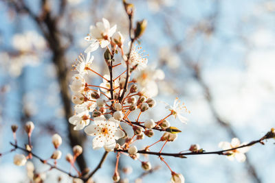 Low angle view of cherry blossoms in spring