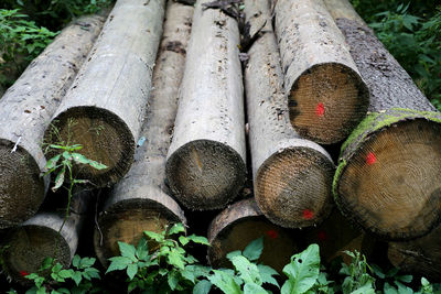 Close-up of logs in forest