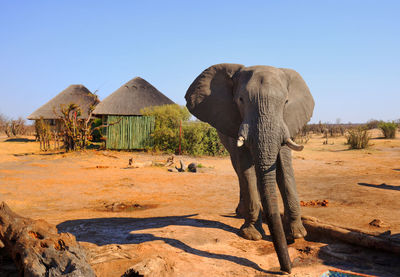 View of elephant on field against clear sky