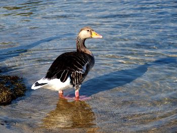 Side view of a bird in a water