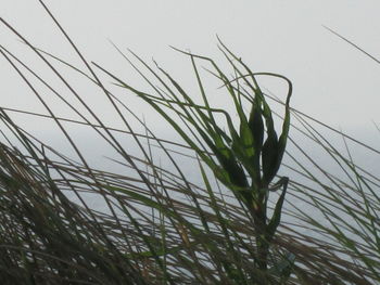 Close-up of plants