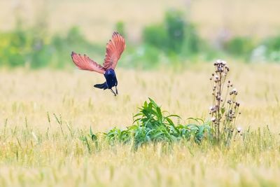 Bird flying in a field