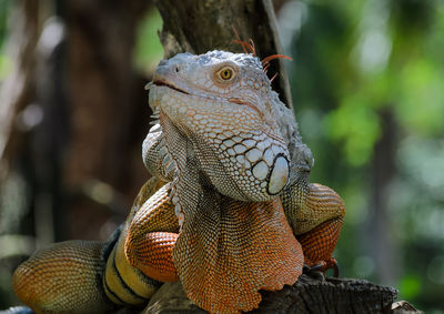 Close-up of a lizard