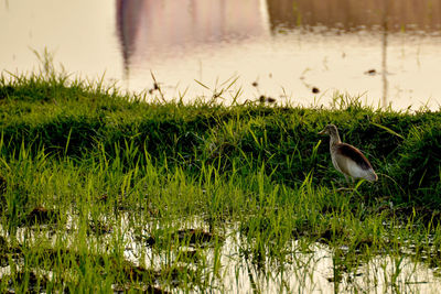 Bird perching on grass at lakeshore