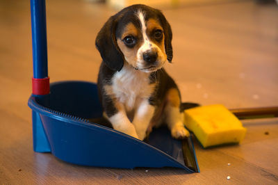 pet