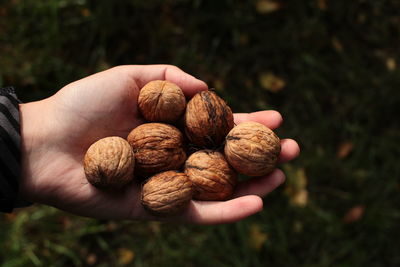 Close-up of fruit on field
