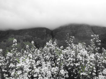 Flowers growing on landscape against sky