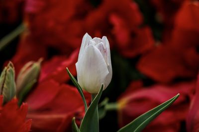 Close-up of white tulip