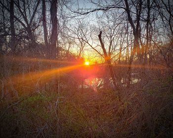 Sunlight streaming through bare trees during sunset