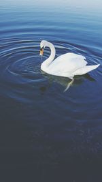 Swan swimming in lake