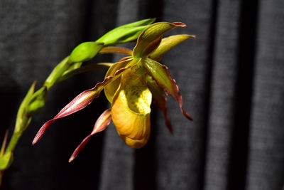 Close-up of yellow flower