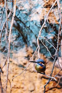 Close-up of bird perching on branch
