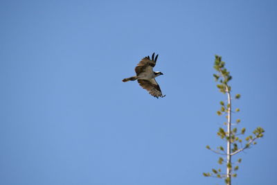 Low angle view of bird flying against clear sky