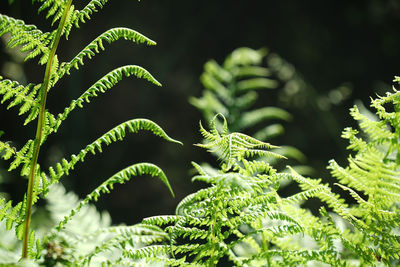 Close-up of fern leaves on tree