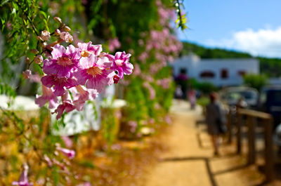 Close-up of pink flowering plant