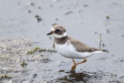 Close-up of seagull on the beach