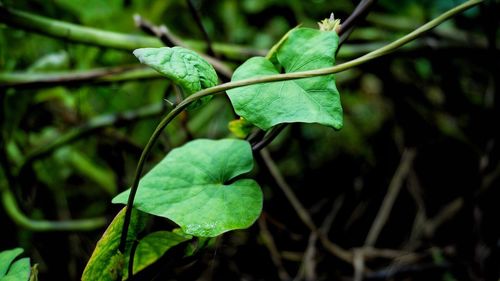 Close-up of green leaves on plant